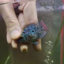 MMXRD07 Ikan louhan cencu 4cm merah lohan cencu flowerhorn cencu indo