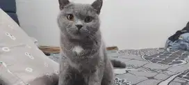Lepas adop kucing BSH jantan
