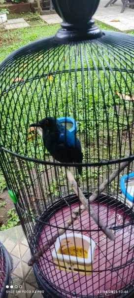 Cucak Biru jantan dijual