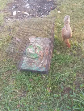 Mau dijual aja biang Birma dan 6 ekor anak y