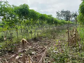 TERMURAH!!!! Tanah Datar 750m 125Jt Kedawung, Sragen
