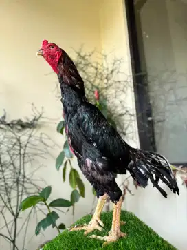 Ready Sepasang ayam Shamo