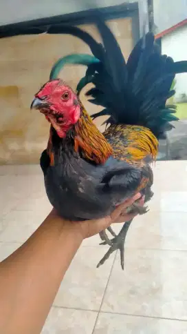 Ayam bali meules