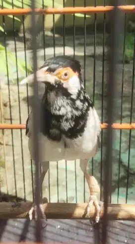 Warna rare jalak suren belorok