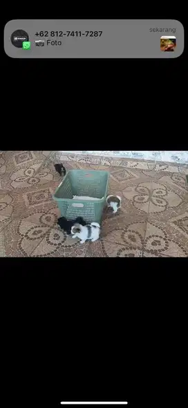 Anak anjing mini lucu minipom pomarian