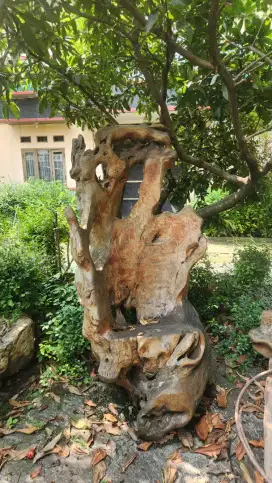 DIJUAL Kursi Akar Kayu Artistik Unik – Natural, Langka, Estetik!