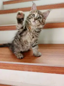 Mainecoon betina nonped
