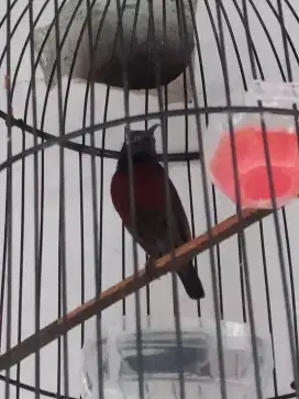 Burung kolibri ninja Gacor konin FS materi oke