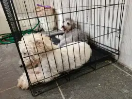 Anjing poodle kaki panjang