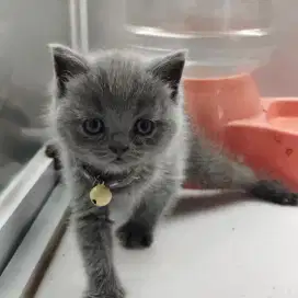 Kucing British Short Hair (BSH) KITTEN