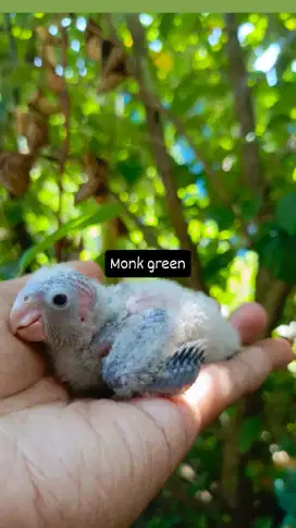 Burung monk green