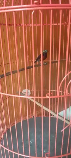 Burung masteran rajin bt/tt