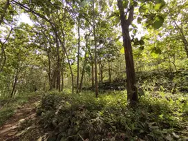 Tanah tegalan kebun jati di semanu akses jalan mobil