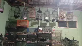 Burung perkutut lokal ombyokan