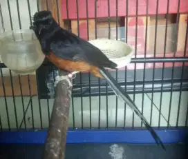 Murai batu Medan gacor