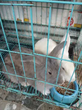 Kelinci umur 8bln