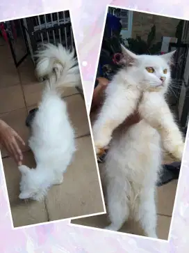 Kucing Persia Putih