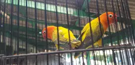 Biola Euwing's Gold