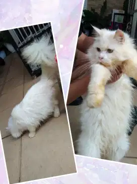 Kucing Persia Putih