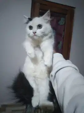 kucing kitten persia 4bulan betina