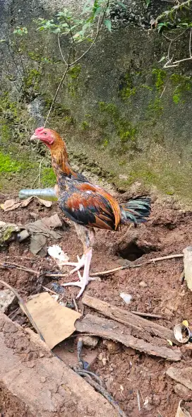 Jual Ayam Bangkok