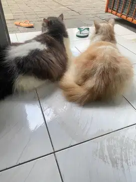 Kucing Persia Gembul Long Hair sepasang