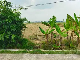 Tanah Kelurahan Watudakon Kecamatan Kesamben Kabupaten Jombang