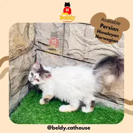 Kucing Kitten Persia Himalaya Norwegian