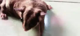Sugar Glider Classic Grey