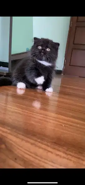 Munchkin gaelic jantan