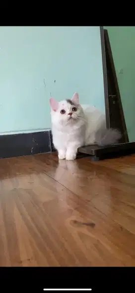 Munchkin minuet jantan