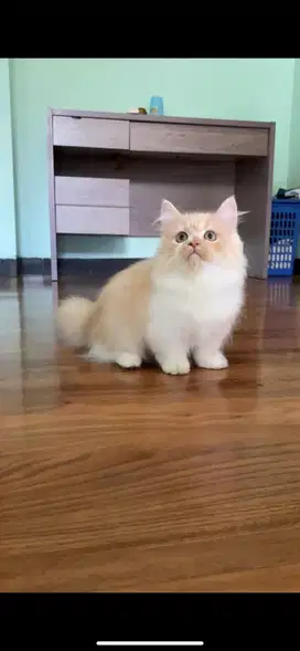 Munchkin minuet longhair