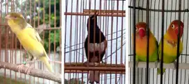 Burung kicau prospekan borongan
