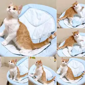 Kucing BSH Munchkin NS ( Tidak Cebol )