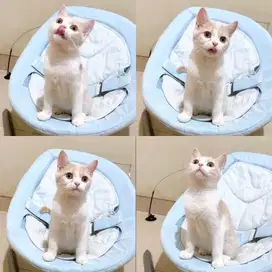 Kucing BSH Munchkin NS bico Fawn ( tidak Cebol )