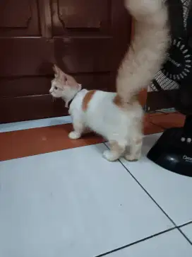 Kitte munchkin jantan /kaki pendek
