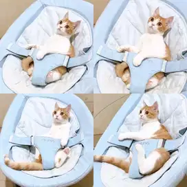 Kitten BSH Munchkin NS ( Tidak Cebol ) Bico Orange