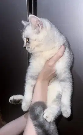 anak kucing murni BSH (british short hair)