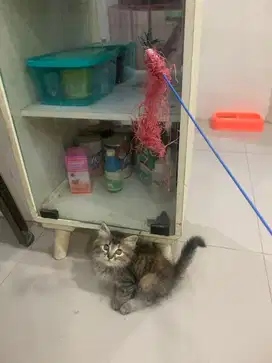 Kitten persia medium