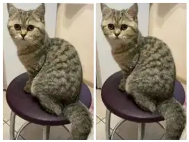 Kucing kitten British Shorthair Goldenn Super gembul