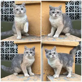 Kucing british shorthair (BSH)