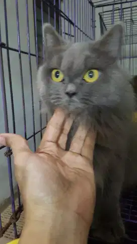 Jual Cepat British Long Hair BETINA