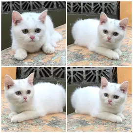 Kucing scottish straight