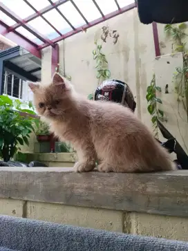 Kitten Persia Flatnose