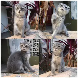 Kucing scottish fold