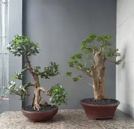 Bonsai hias tua 2 pohon siap pajang