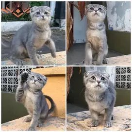 Kucing scottish fold