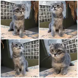 Kucing scottish fold