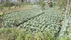 TANAH CIWIDEY DESA WISATA ALAM ENDAH