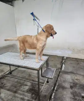 Golden Retriever Female 1 Tahun Big Bone Long Hair stambum microchip